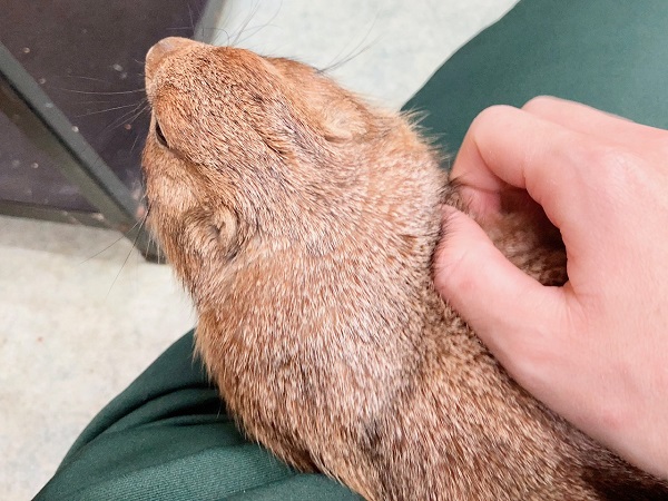 プレーリードッグ