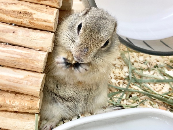 リチャードソンジリス