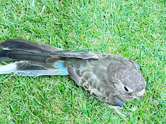 アキクサインコ（秋草インコ）