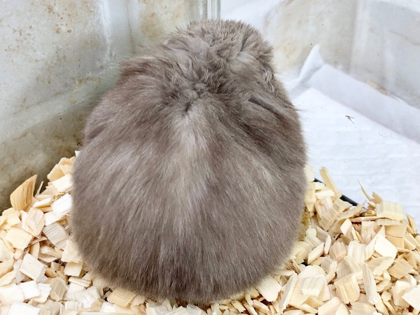 ゴールデンハムスター