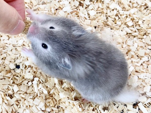 ゴールデンハムスター