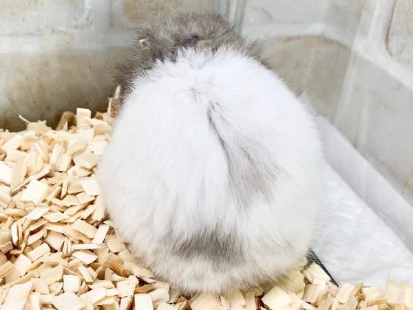 ゴールデンハムスター