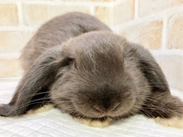 ホーランドロップ