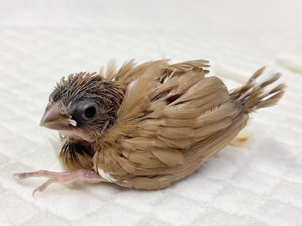 十姉妹（ジュウシマツ）