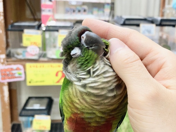 ホオミドリウロコインコ