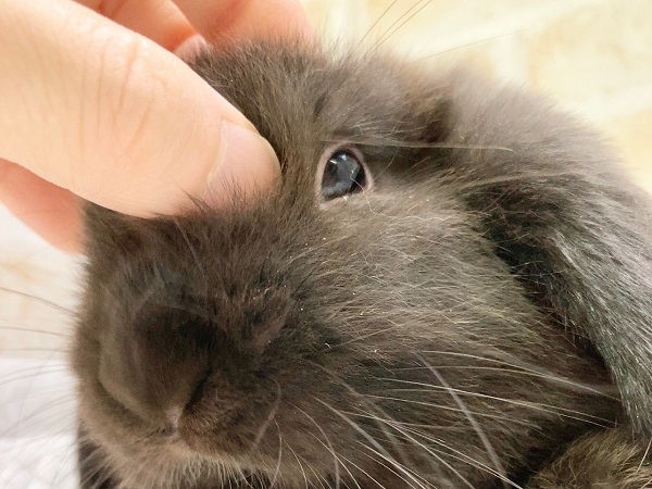 ホーランドロップ