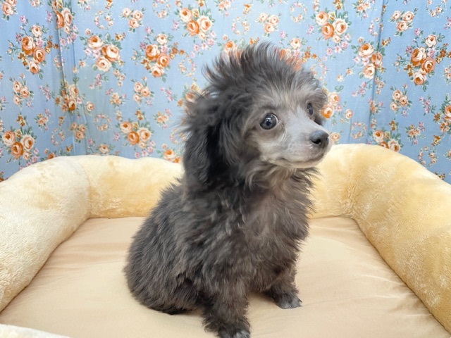 おすまし顔も上手でしょ!?　トイプードルの男のコ　2025.8/30撮影