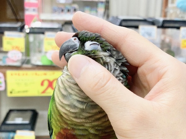 ホオミドリウロコインコ