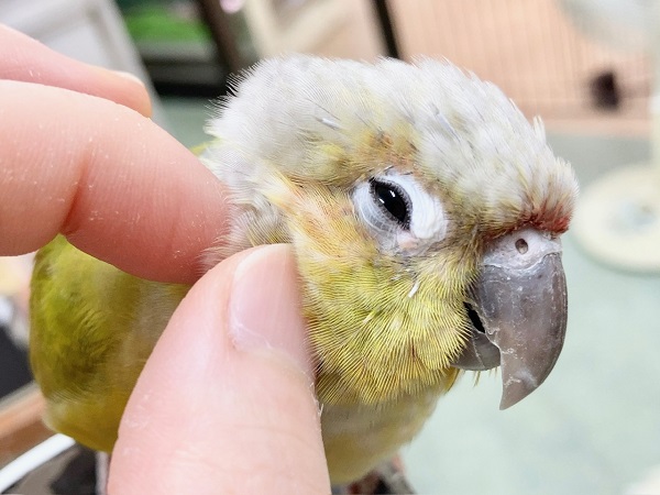 ホオミドリウロコインコ