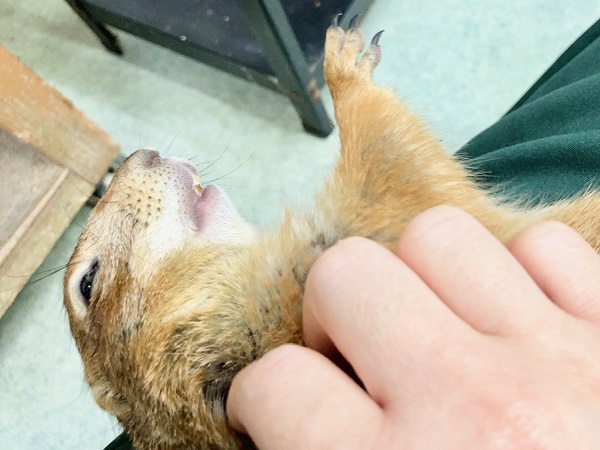 プレーリードッグ