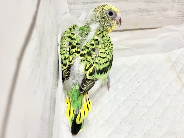 セキセイインコ