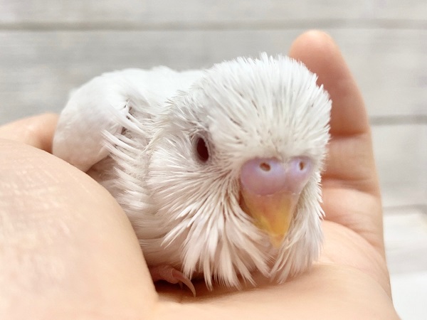 夏休み限定！セキセイインコフェア開催中！