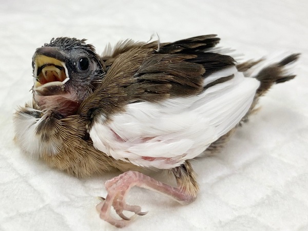 十姉妹（ジュウシマツ）