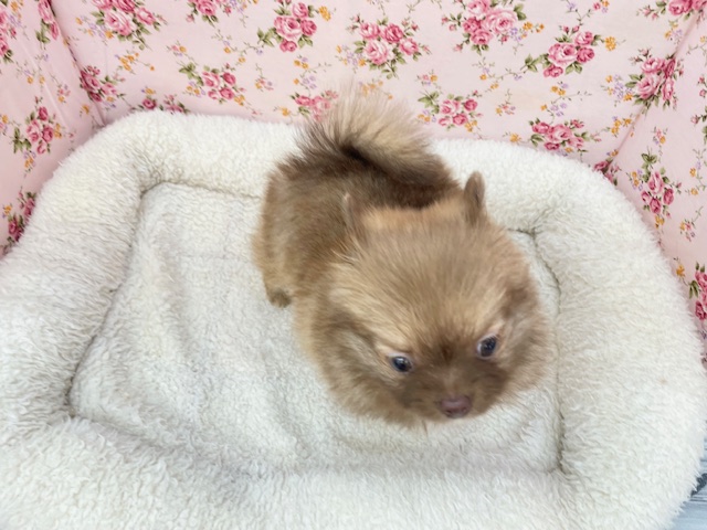 ポメチー（ポメチワ）