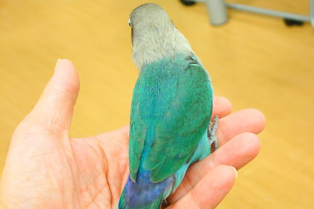 ブルーボタンインコ