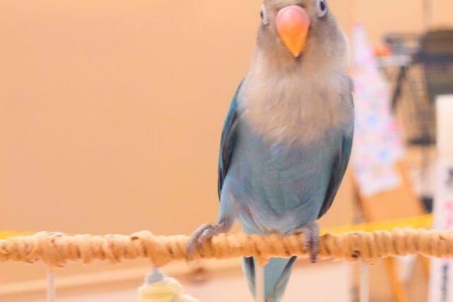 ブルーボタンインコ