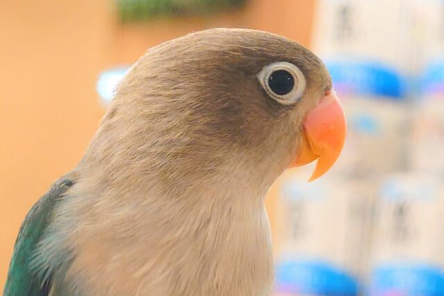 ブルーボタンインコ