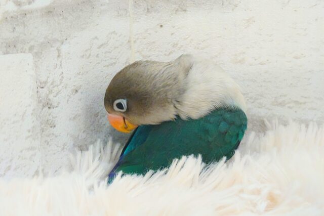 ブルーボタンインコ