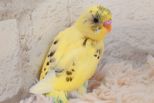 セキセイインコ