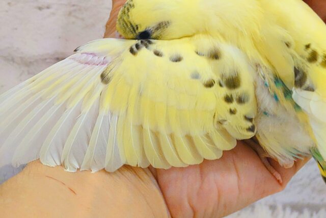 セキセイインコ