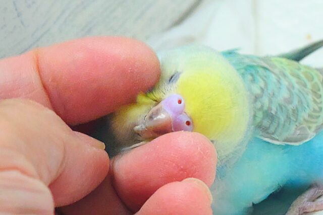 最新画像になりますっ☆　王道レインボー👑🌈　セキセイインコ（パステルレインボー）