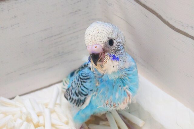 お迎えするとーーー　もれなく楽しい生活、まってますっ♫　セキセイインコ　オパーリン～～