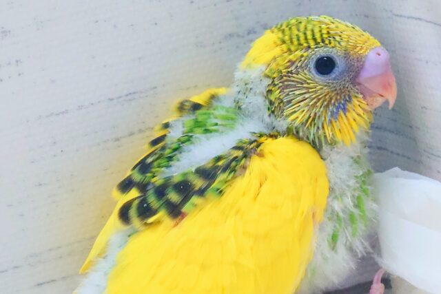 セキセイインコ
