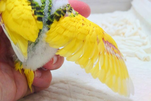 セキセイインコ