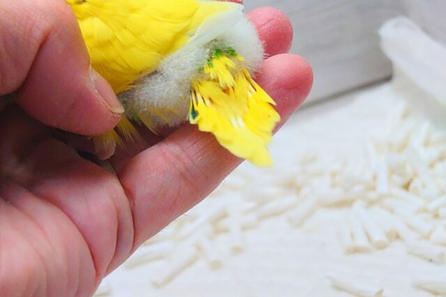 セキセイインコ