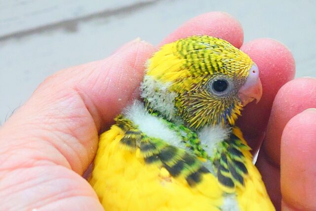 セキセイインコ