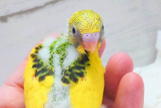 セキセイインコ