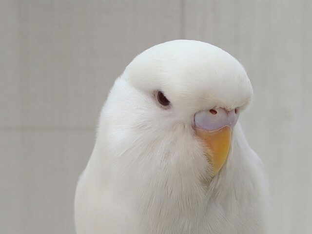 ジャンボセキセイインコ