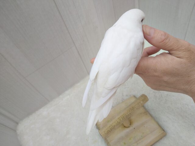 ジャンボセキセイインコ