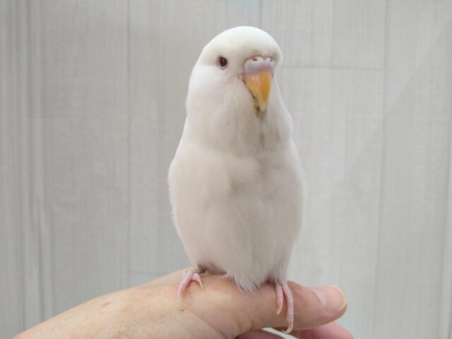 ジャンボセキセイインコ