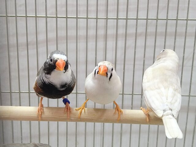 錦花鳥（キンカチョウ）