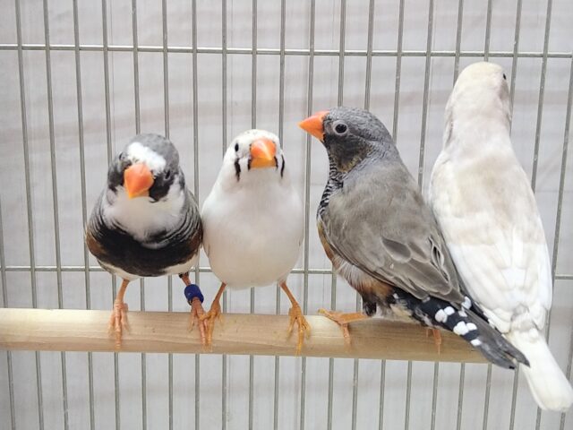 錦花鳥（キンカチョウ）