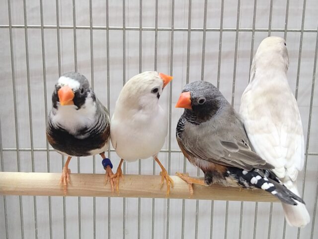 錦花鳥（キンカチョウ）