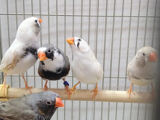 錦花鳥（キンカチョウ）