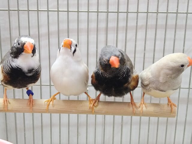 錦花鳥（キンカチョウ）