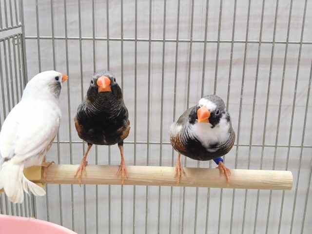 錦花鳥（キンカチョウ）