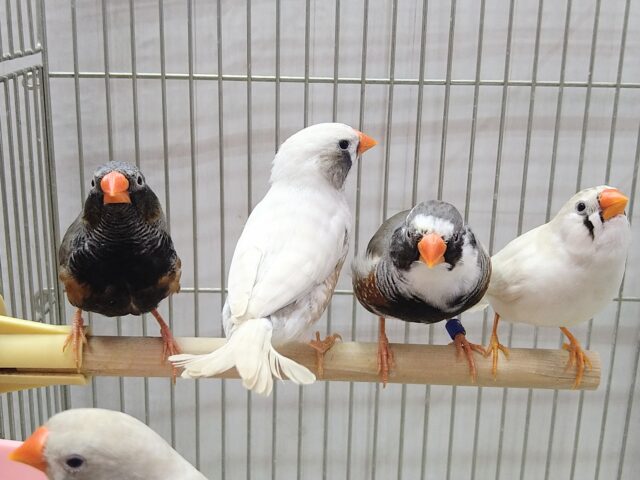 錦花鳥（キンカチョウ）