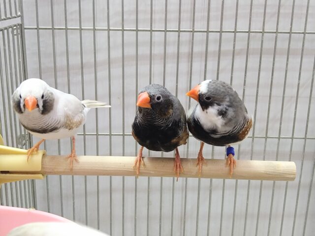 錦花鳥（キンカチョウ）