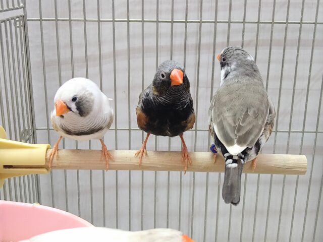 錦花鳥（キンカチョウ）