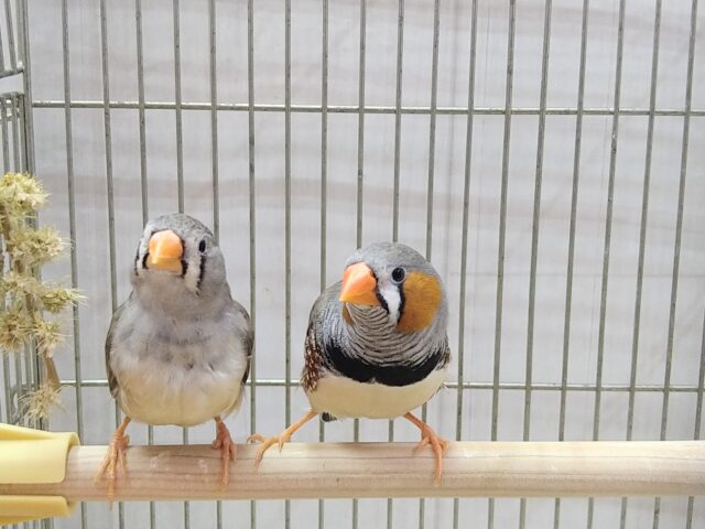 錦花鳥（キンカチョウ）