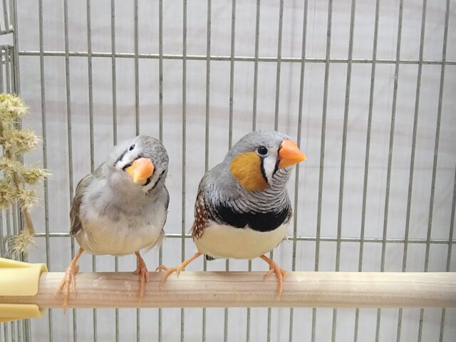 錦花鳥（キンカチョウ）