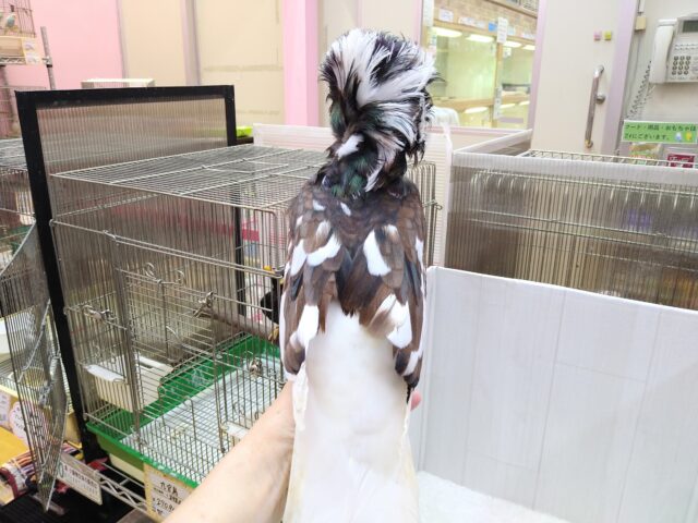 ジャコビンバト