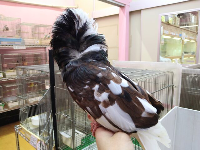 ジャコビンバト