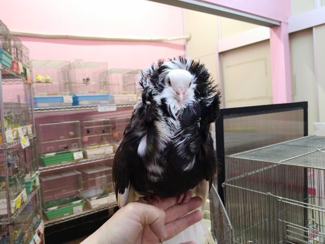 ジャコビンバト