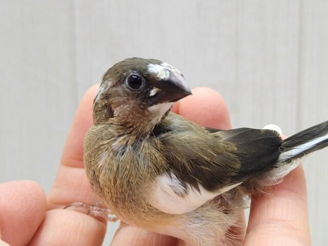 十姉妹（ジュウシマツ）