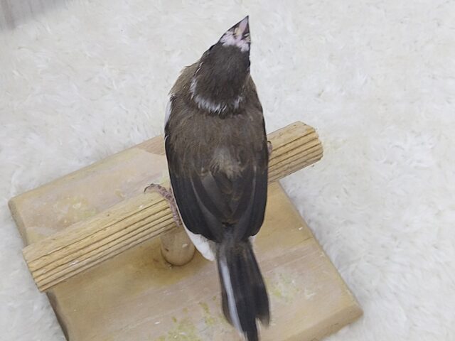 十姉妹（ジュウシマツ）